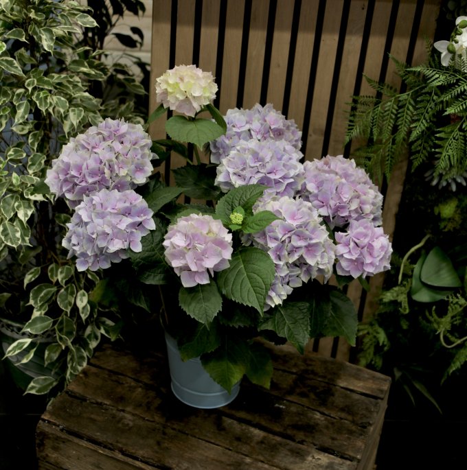 Coup de coeur du jour : l'hortensia photo 3